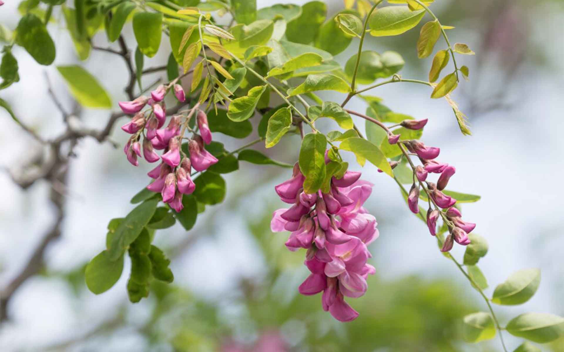 LPC-HRPK-greenery-10